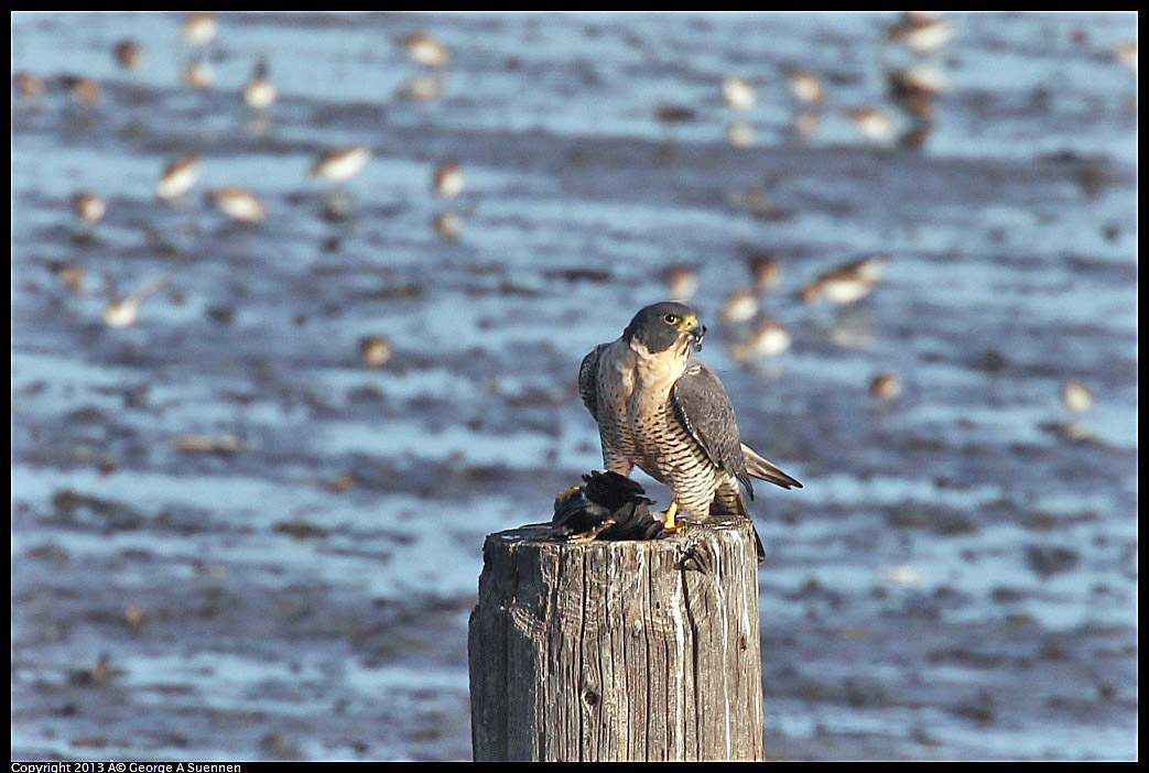 0115-092354-01.jpg - Peregrine Falcon