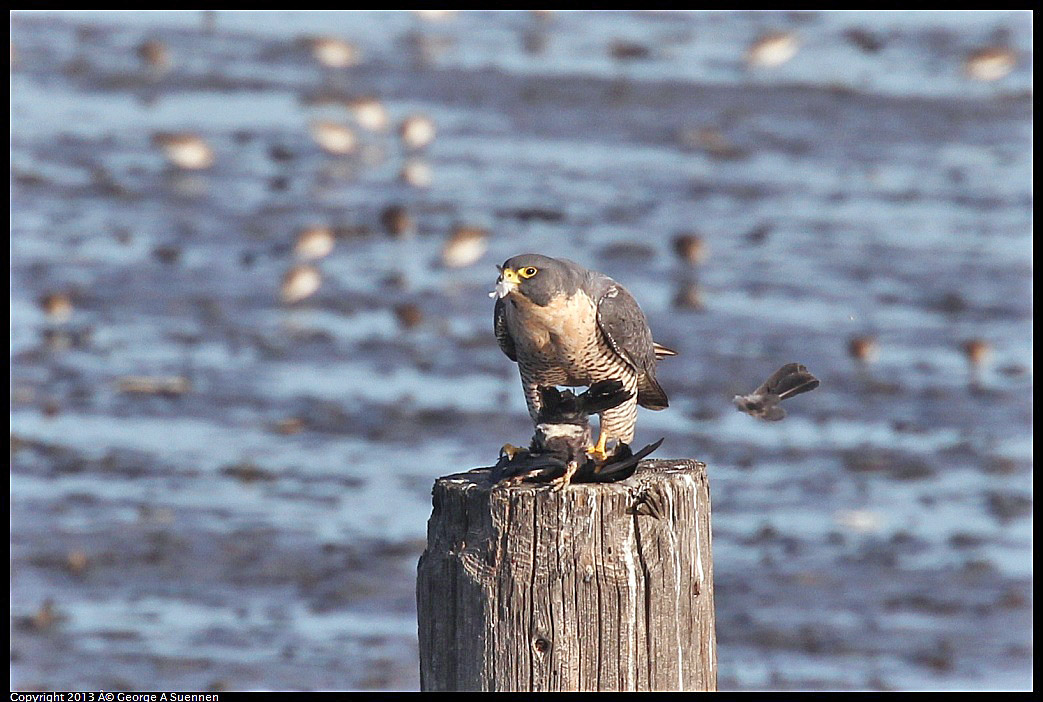 0115-092406-05.jpg - Peregrine Falcon