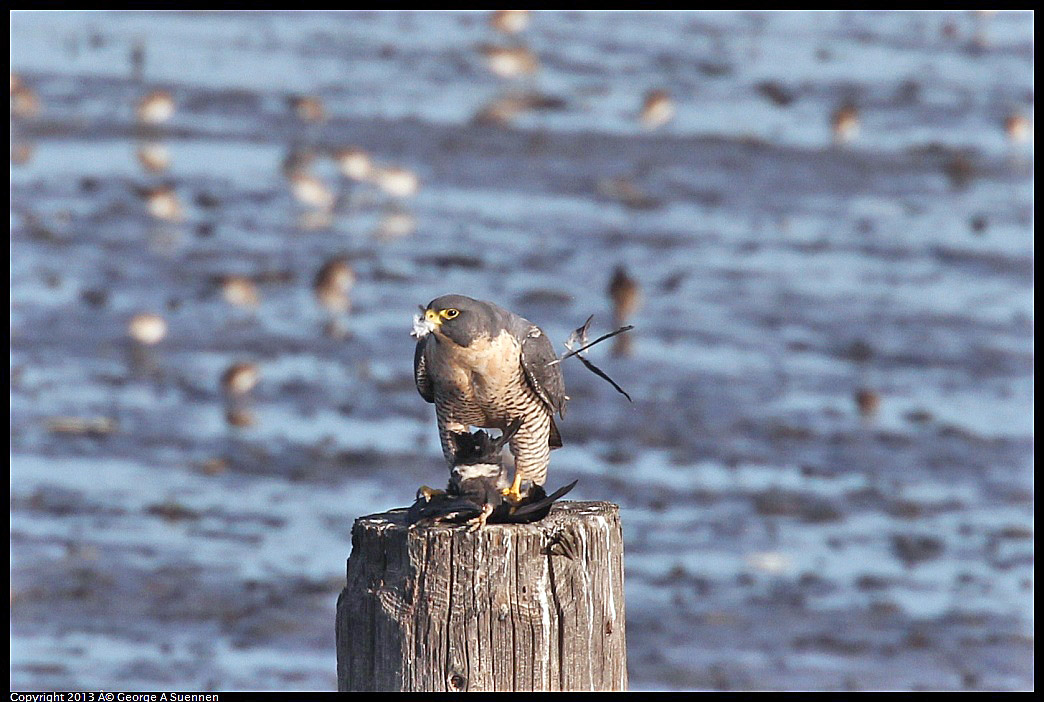 0115-092409-05.jpg - Peregrine Falcon