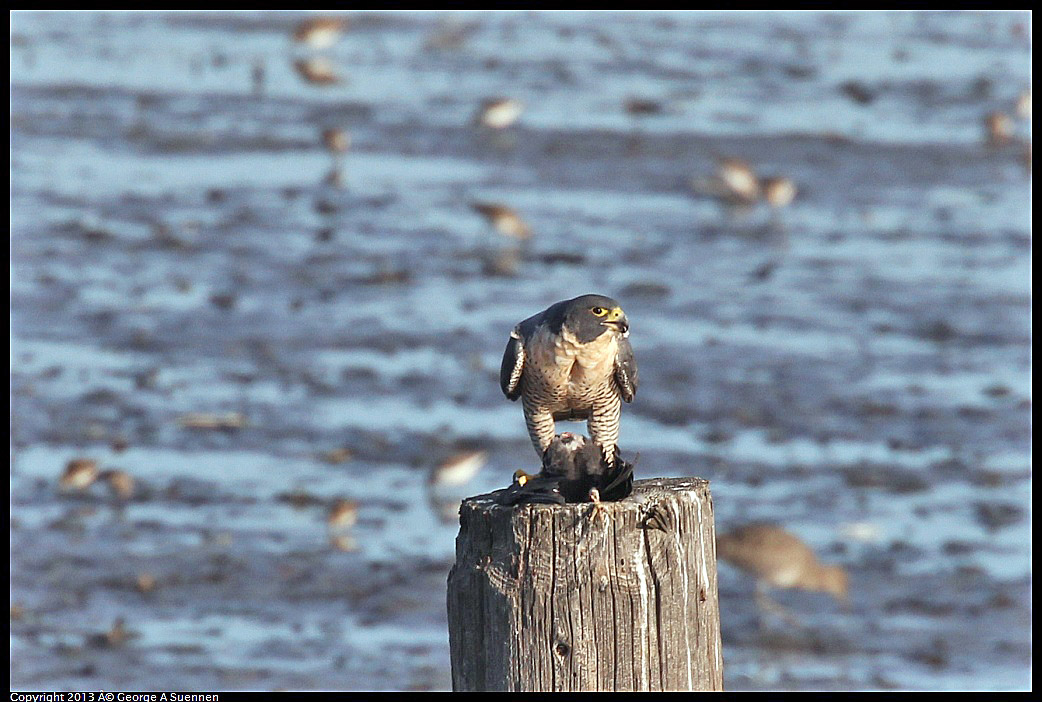 0115-092530-03.jpg - Peregrine Falcon