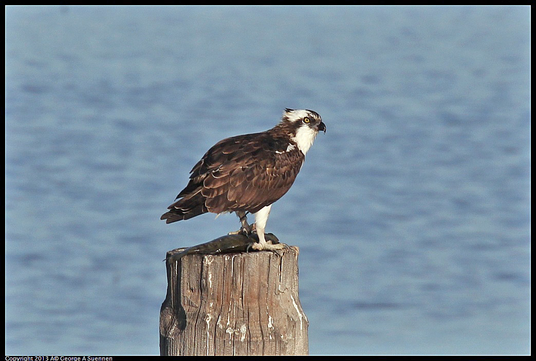 0115-092543-05.jpg - Osprey 