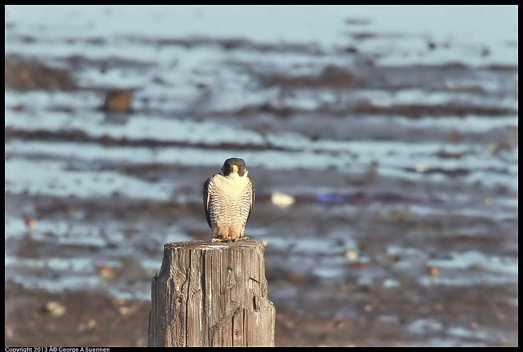 0115-092714-01.jpg - Peregrine Falcon