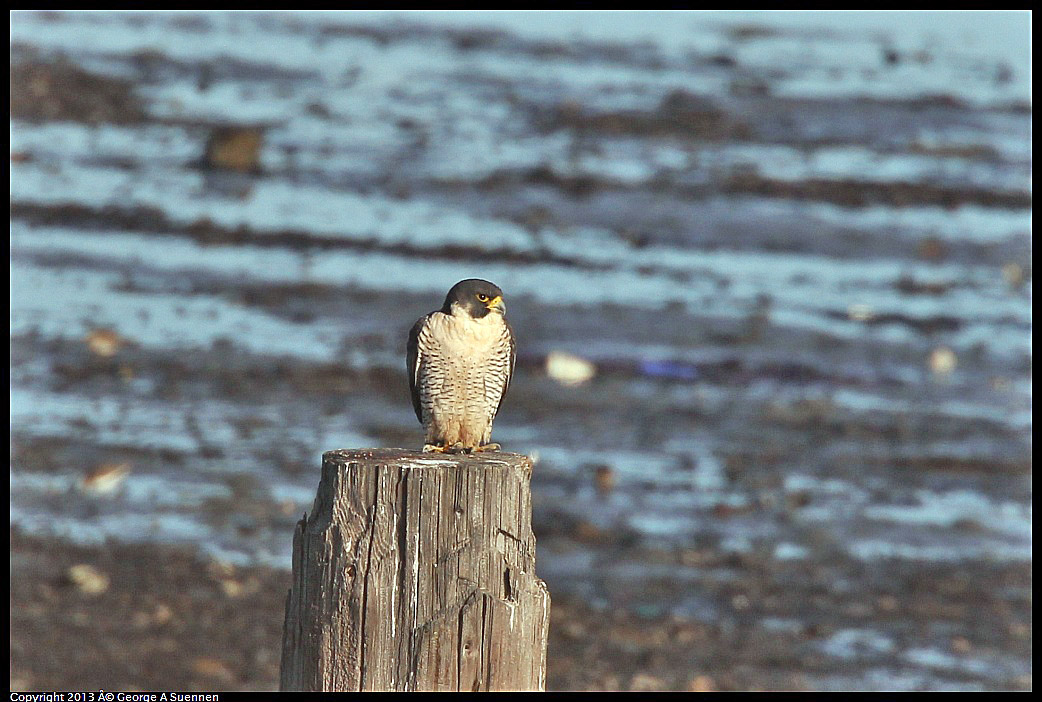 0115-092722-02.jpg - Peregrine Falcon