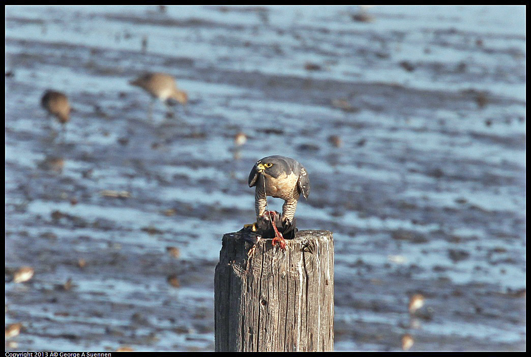 0115-092728-04.jpg - Peregrine Falcon