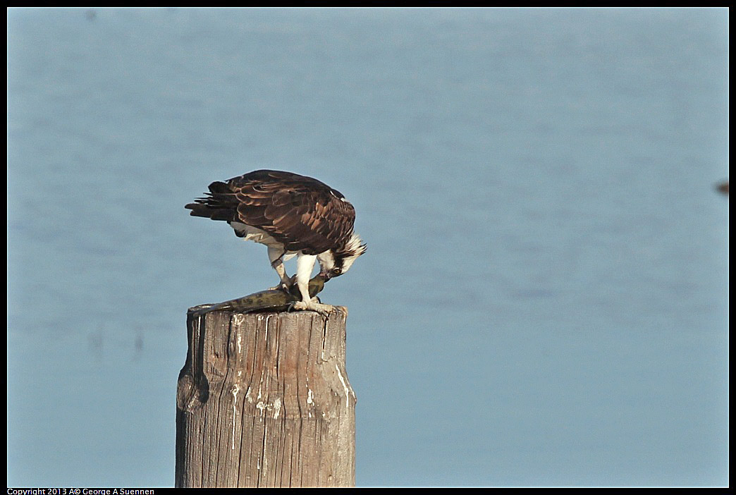 0115-092741-01.jpg - Osprey