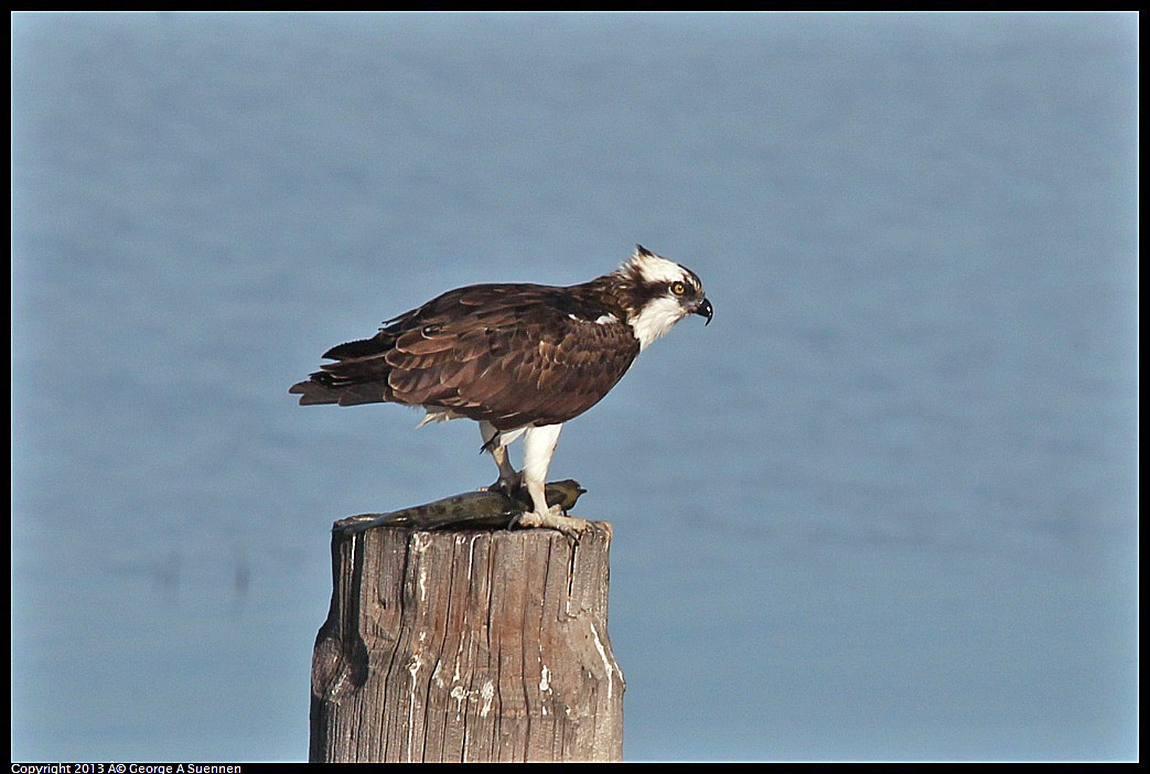 0115-092743-03.jpg - Osprey