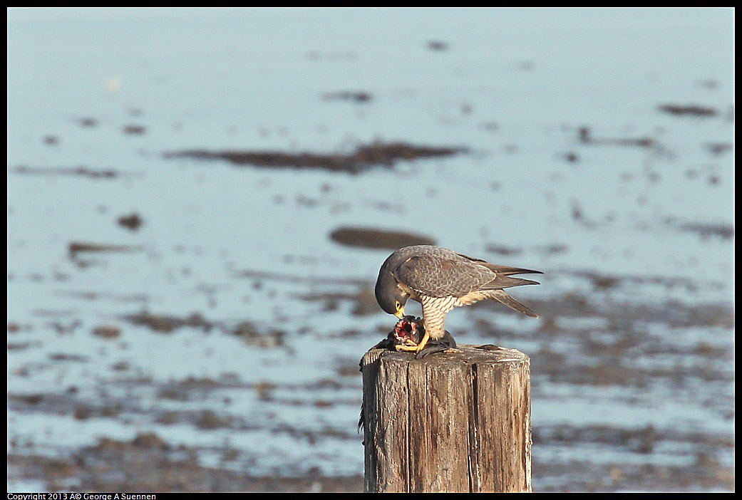 0115-093053-01.jpg - Peregrine Falcon