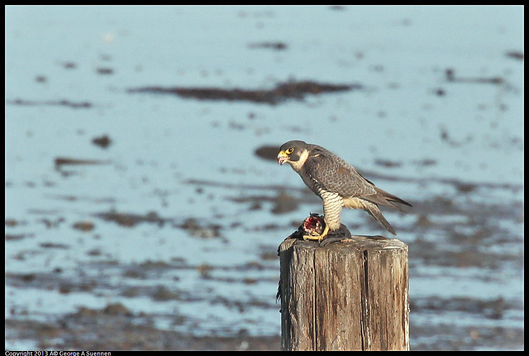 0115-093054-01.jpg - Peregrine Falcon