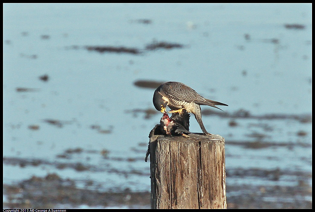 0115-093135-02.jpg - Peregrine Falcon