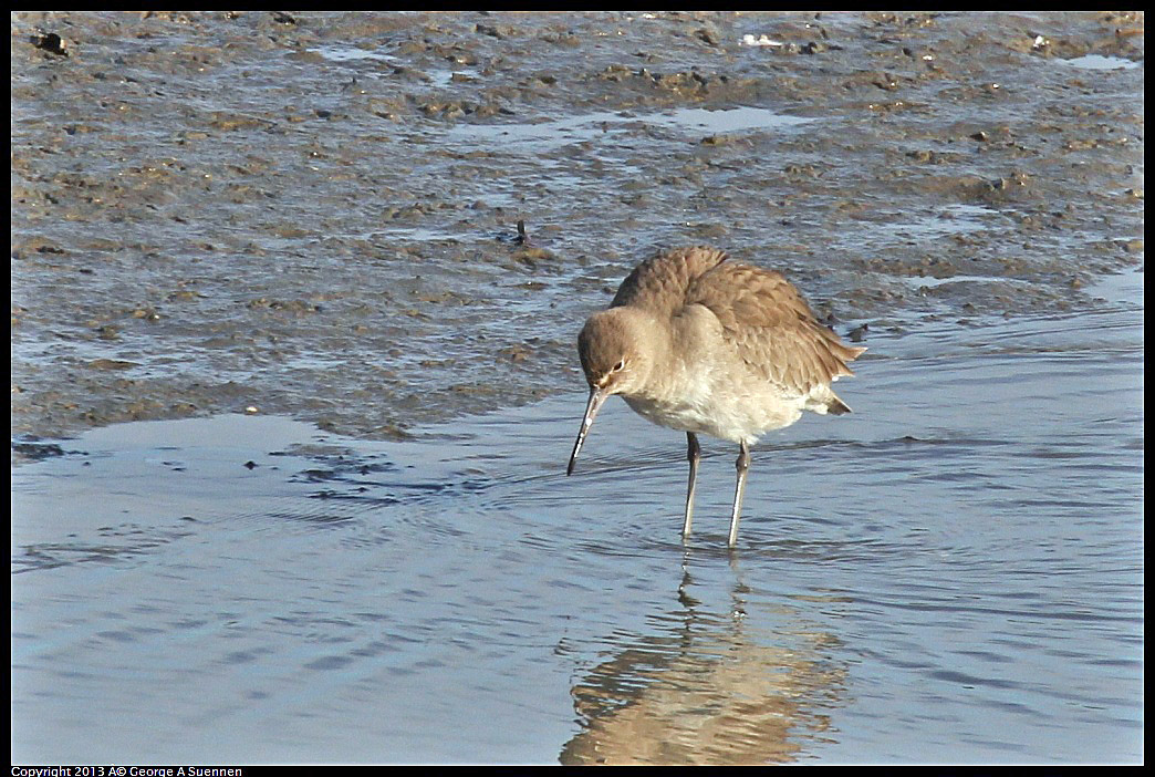 0115-093155-01.jpg - Willet