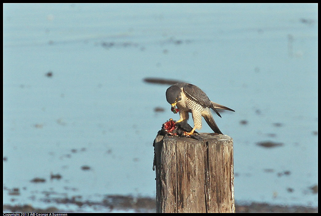 0115-093252-02.jpg - Peregrine Falcon