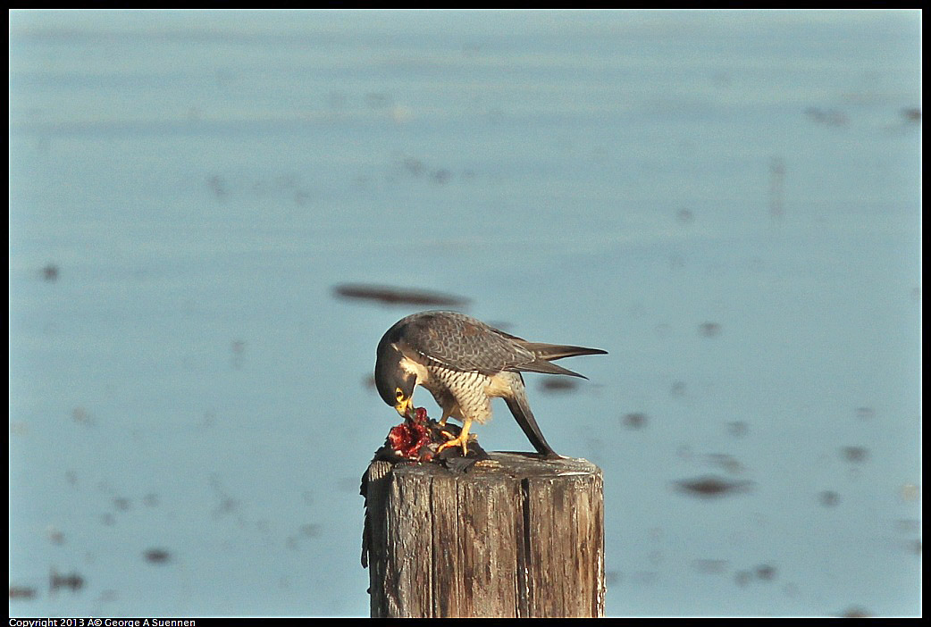 0115-093303-01.jpg - Peregrine Falcon