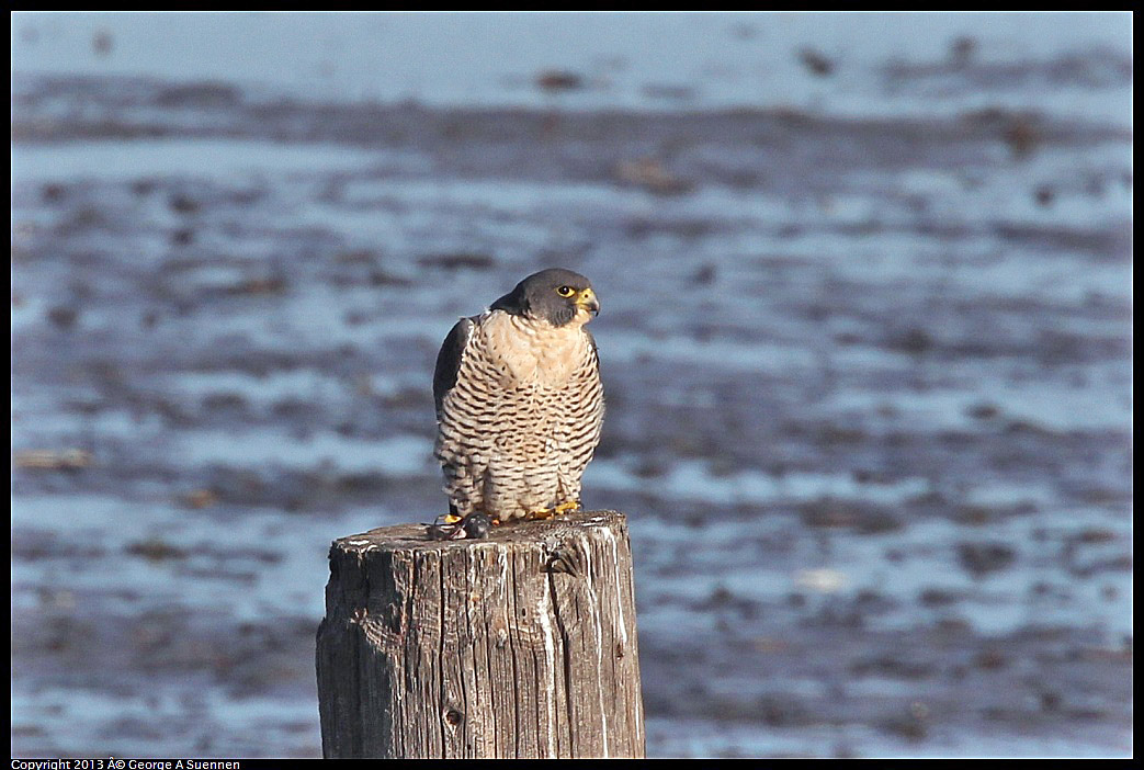 0115-093350-03.jpg - Peregrine Falcon