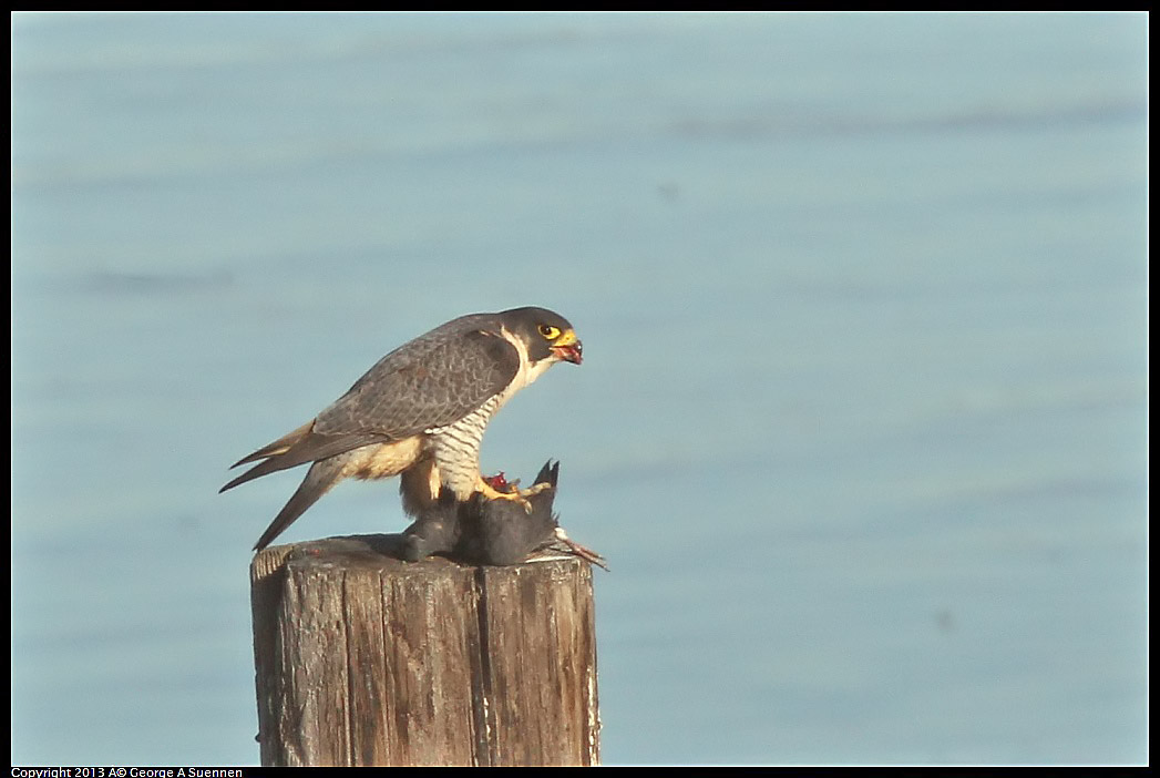 0115-093602-01.jpg - Peregrine Falcon