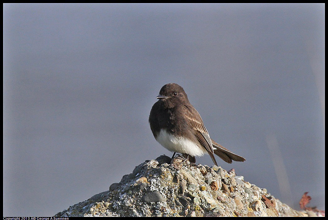 0115-093921-01.jpg - Black Phoebe