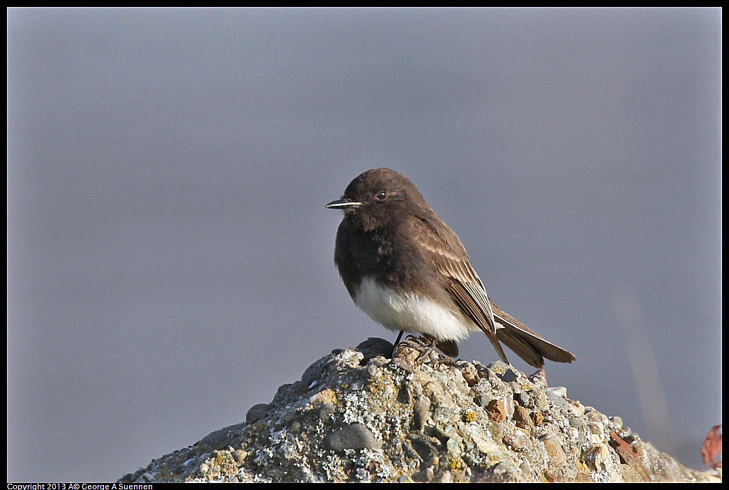 0115-093922-03.jpg - Black Phoebe