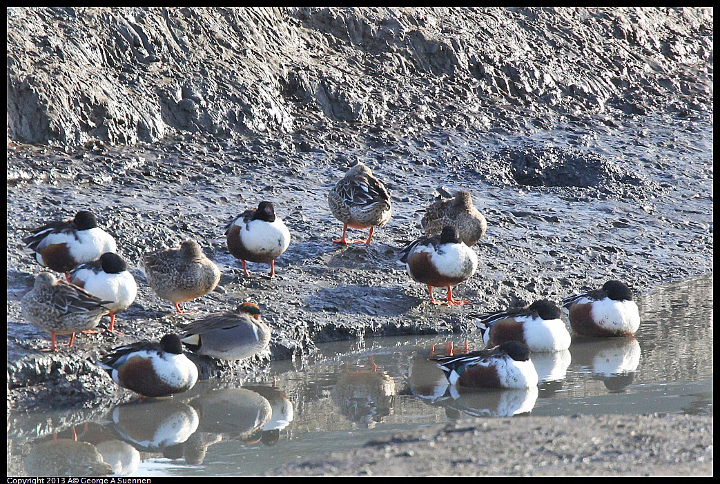 0115-094259-01.jpg - Northern Shoveller and Green-winged Teal