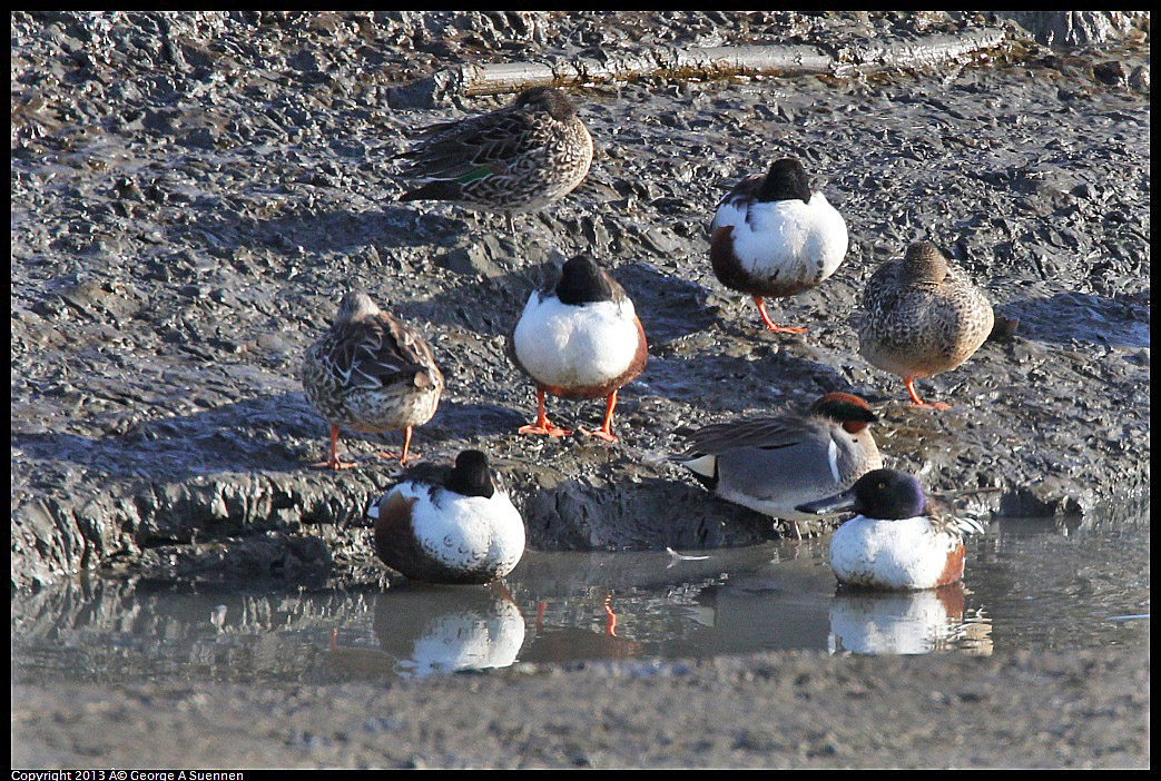 0115-094406-02.jpg - Northern Shoveller and Green-winged Teal