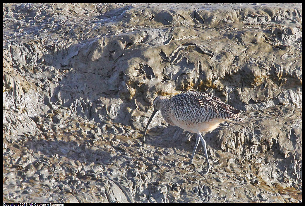 0115-094427-02.jpg - Long-billed Curlew