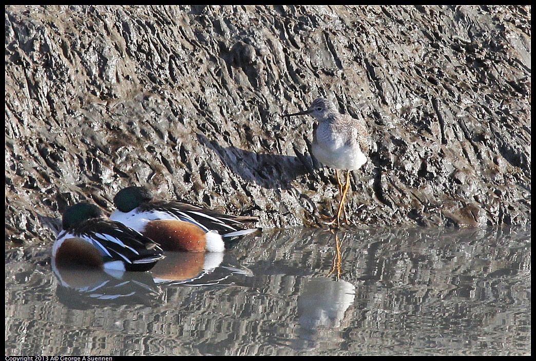 0115-094453-01.jpg - Northern Shoveller and Greater Yellowlegs