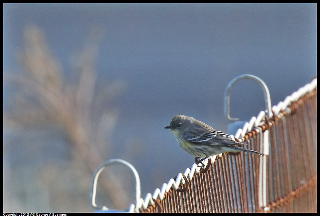 0115-094817-03.jpg - Yellow-rumped Warbler