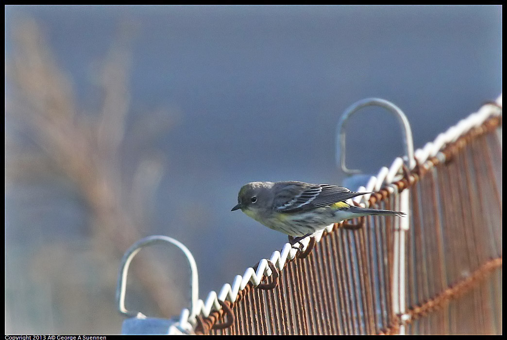 0115-094819-03.jpg - Yellow-rumped Warbler