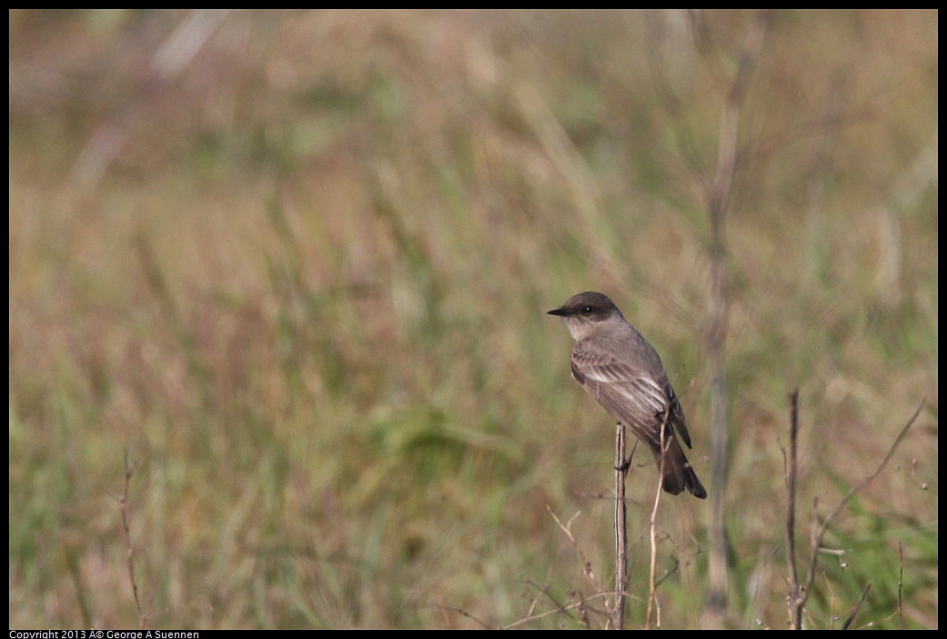 0115-094839-01.jpg - Say's Phoebe