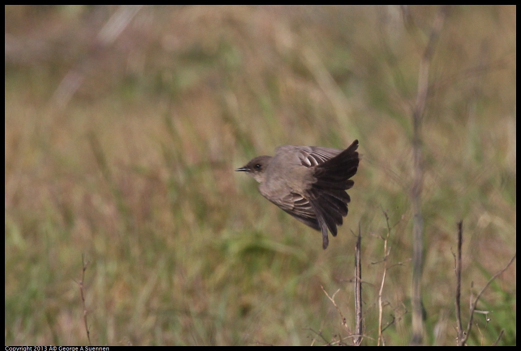 0115-094839-02.jpg - Say's Phoebe