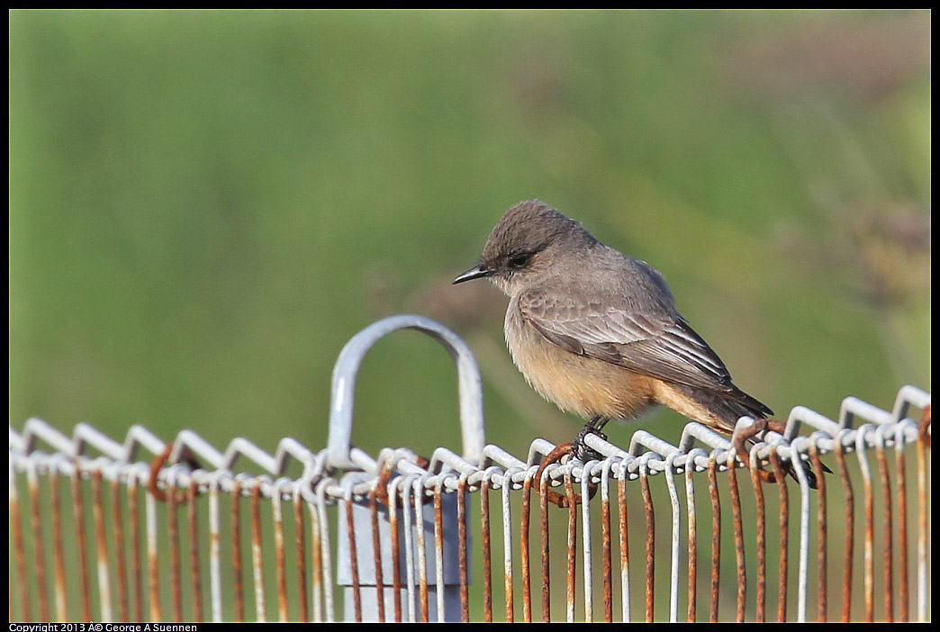 0115-094849-04.jpg - Say's Phoebe