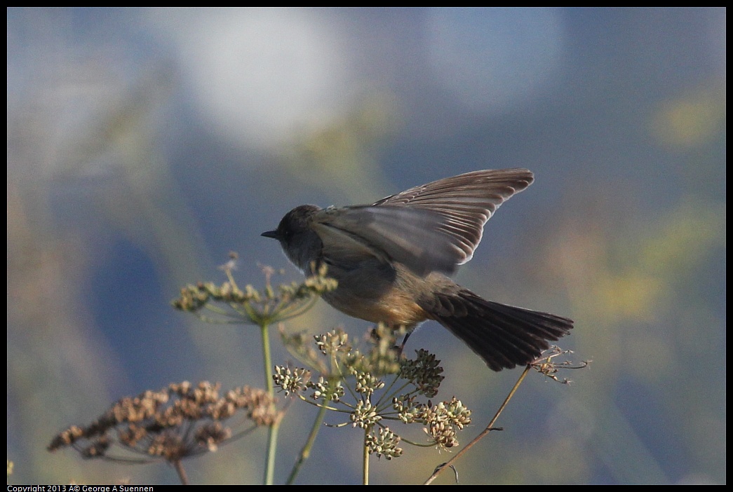 0115-094910-02.jpg - Say's Phoebe