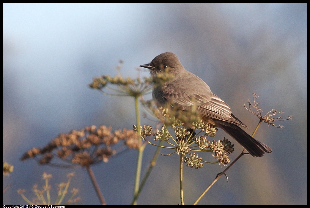 0115-094923-01.jpg - Say's Phoebe