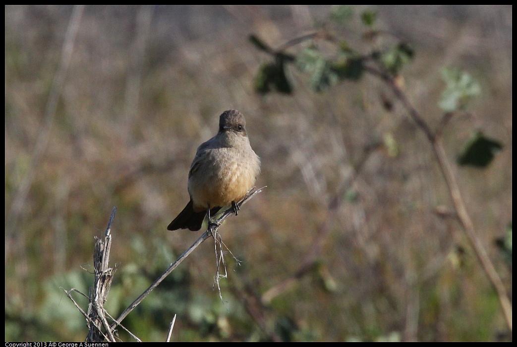 0115-094935-01.jpg - Say's Phoebe