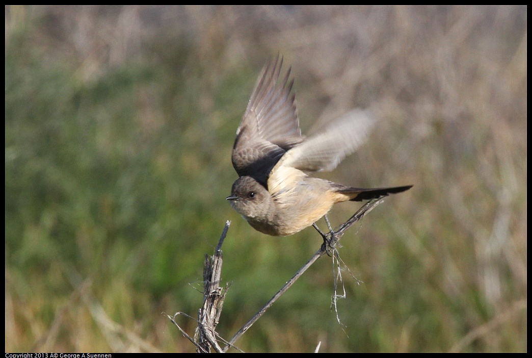 0115-094958-01.jpg - Say's Phoebe