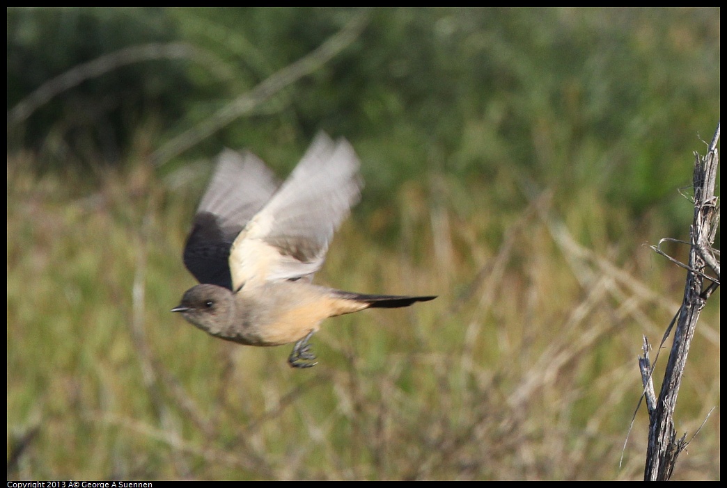 0115-094958-02.jpg - Say's Phoebe