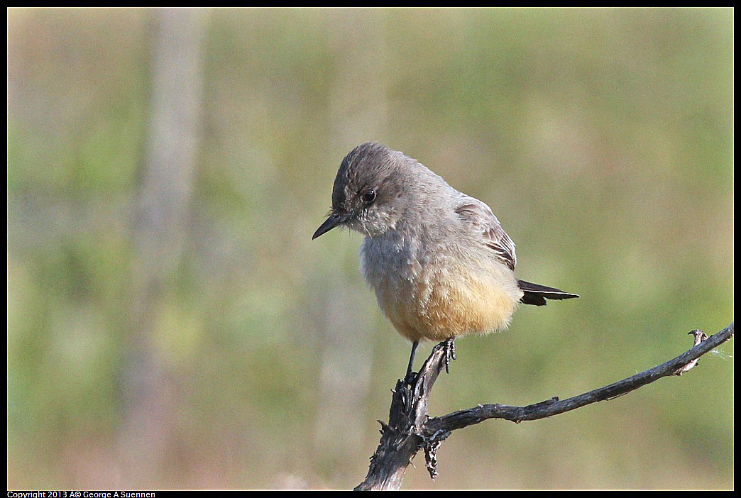 0115-095005-02.jpg - Say's Phoebe