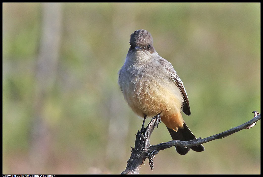 0115-095009-03.jpg - Say's Phoebe