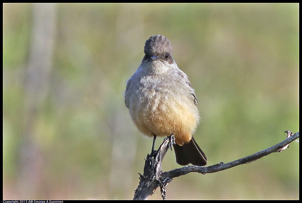 0115-095010-01.jpg - Say's Phoebe