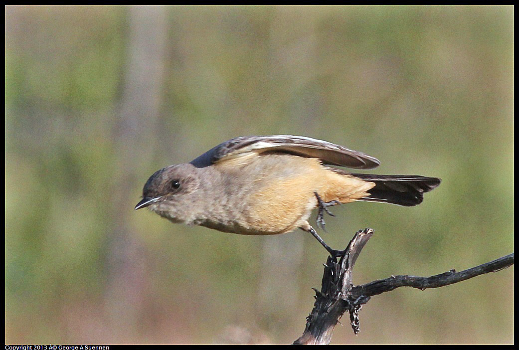 0115-095014-03.jpg - Say's Phoebe