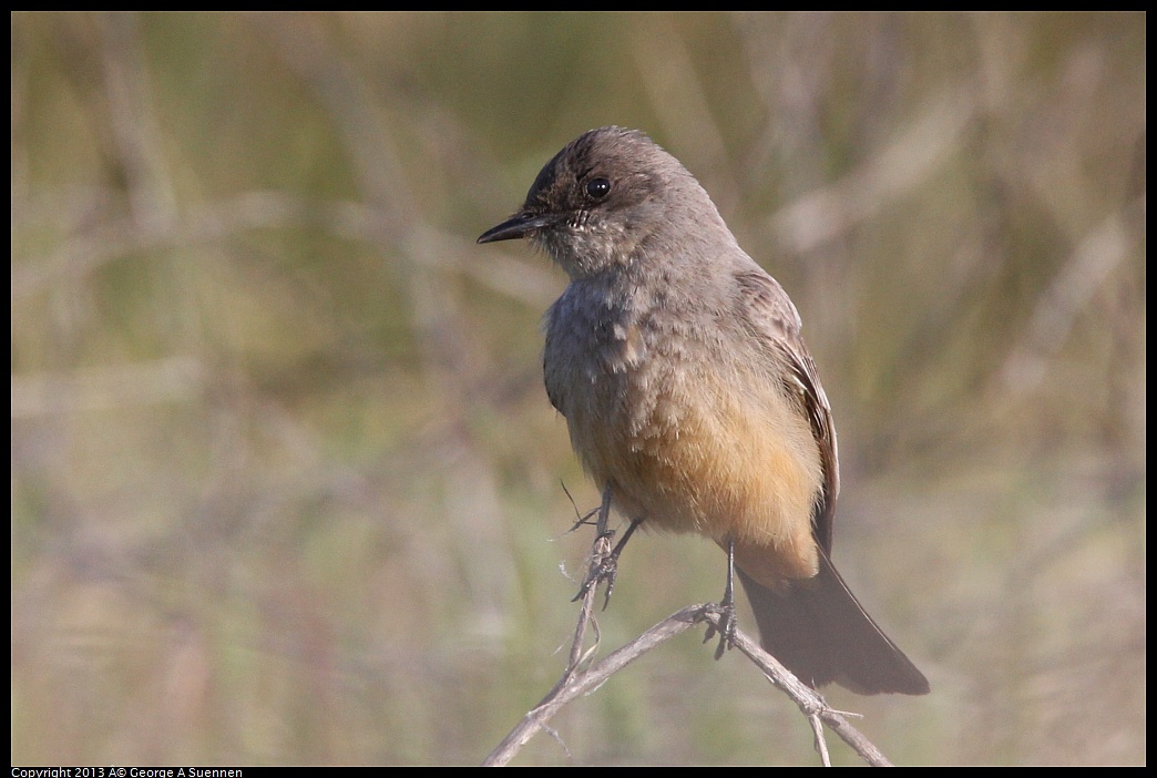 0115-095054-04.jpg - Say's Phoebe