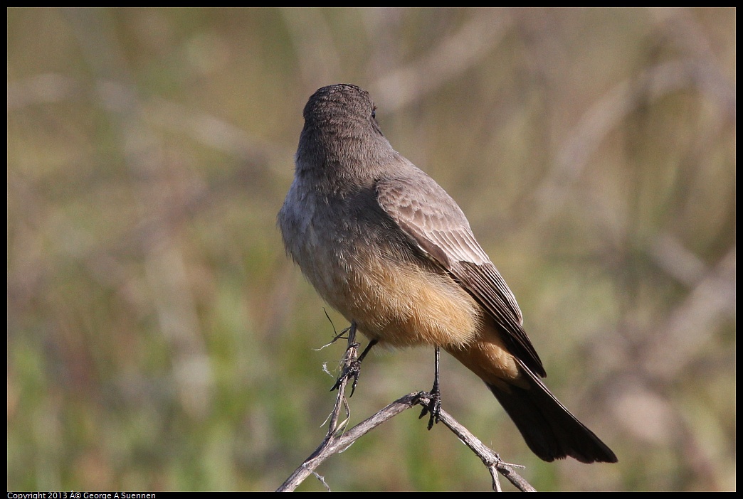 0115-095105-01.jpg - Say's Phoebe