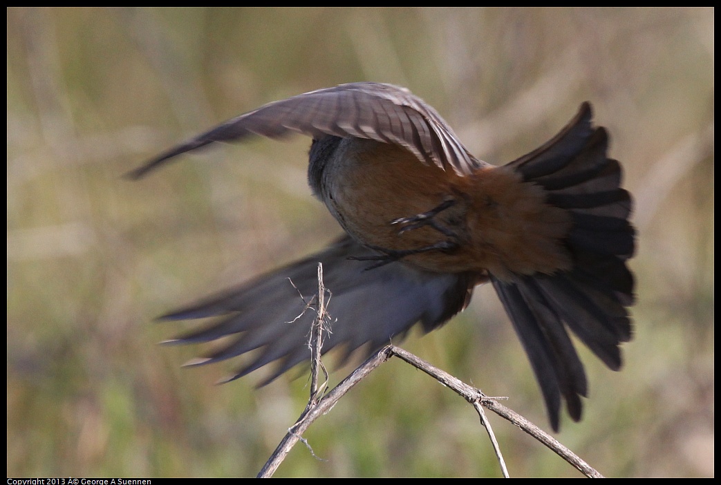 0115-095105-02.jpg - Say's Phoebe