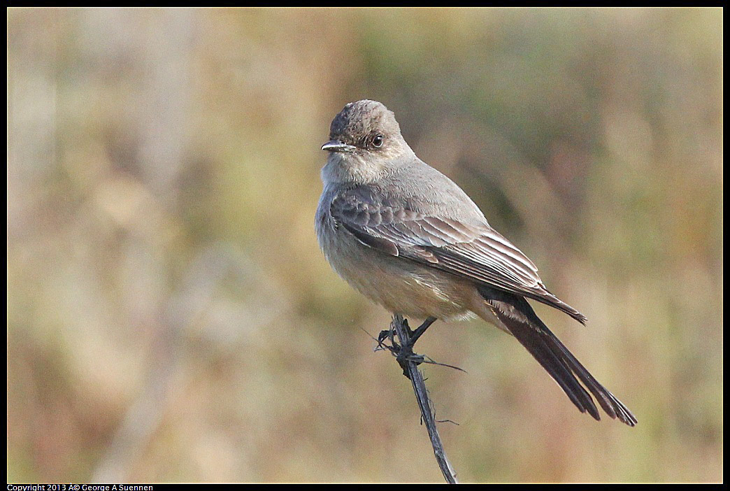 0115-095113-03.jpg - Say's Phoebe