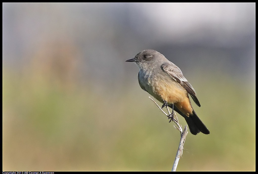 0115-095255-02.jpg - Say's Phoebe