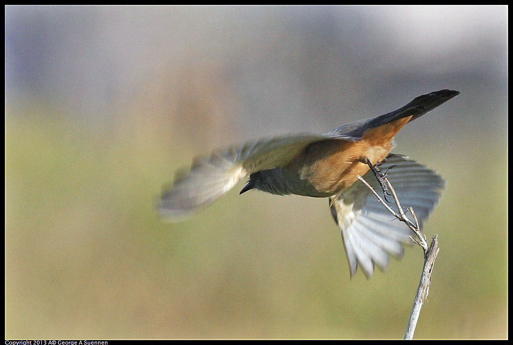 0115-095255-03.jpg - Say's Phoebe