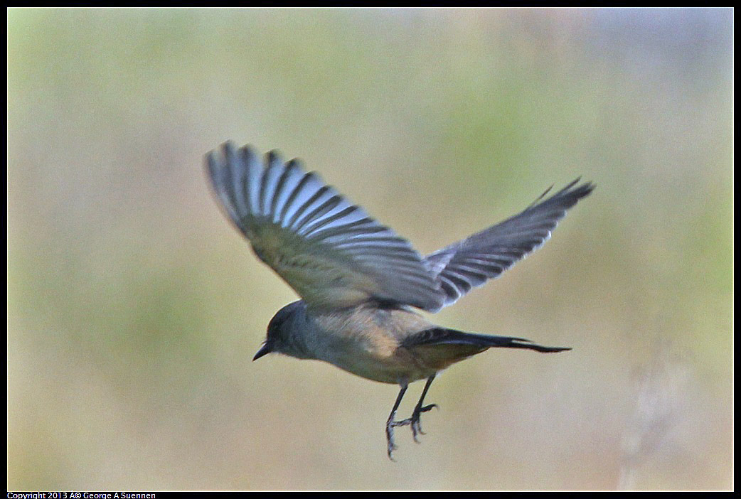 0115-095255-04.jpg - Say's Phoebe