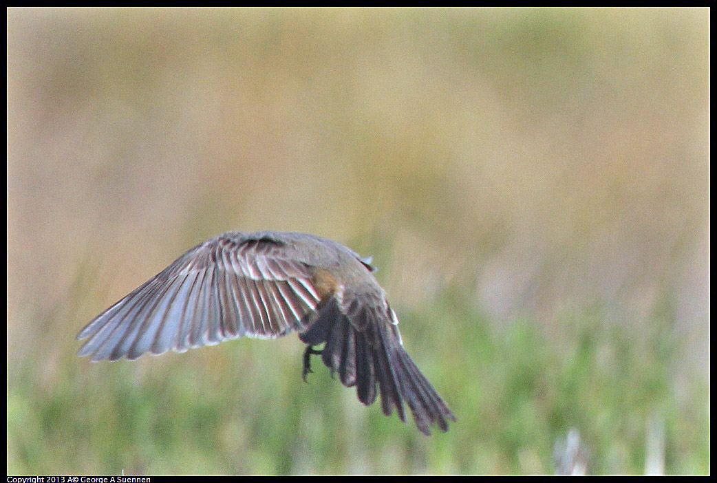 0115-095255-05.jpg - Say's Phoebe