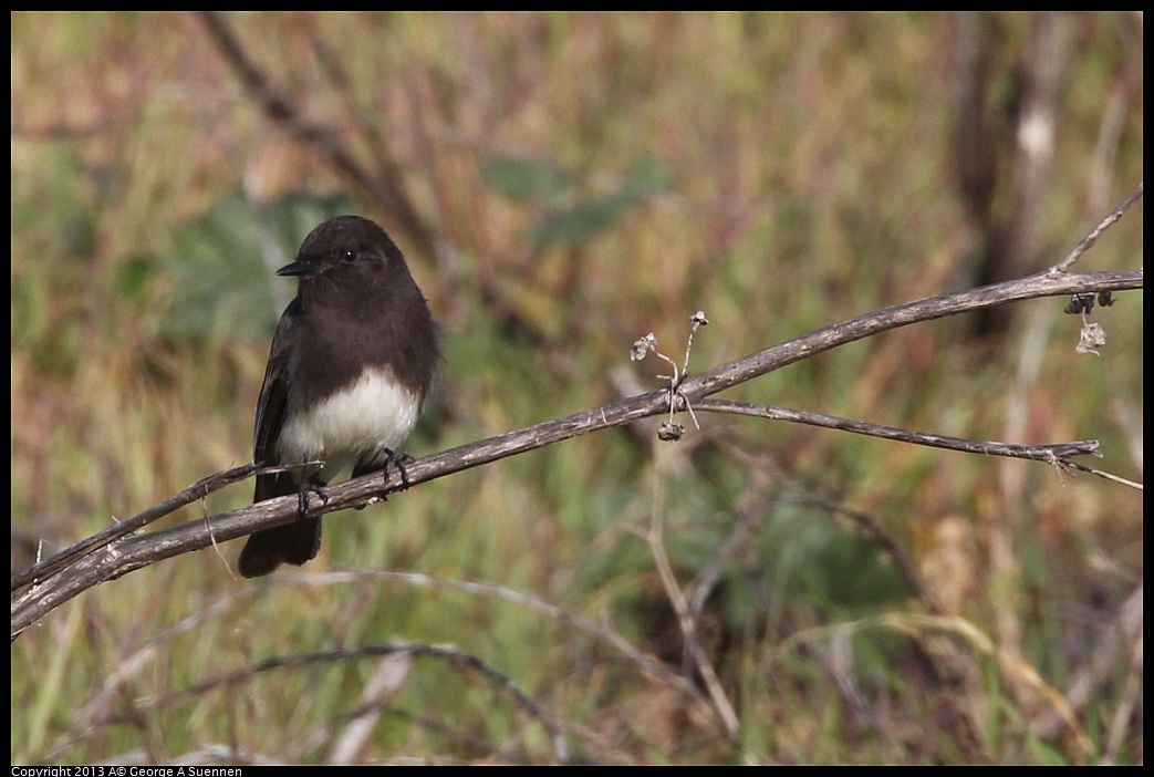 0115-095340-03.jpg - Black Phoebe