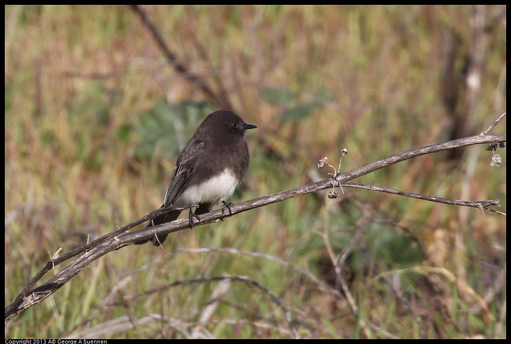 0115-095343-02.jpg - Black Phoebe