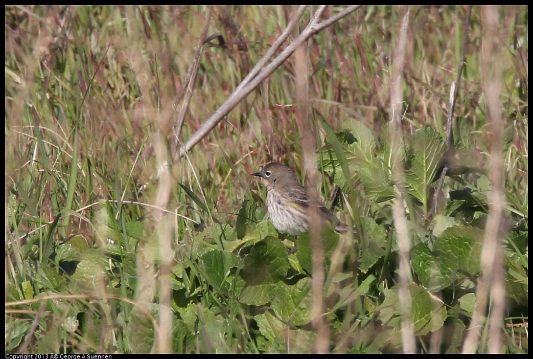 0115-095439-02.jpg - Yellow-rumped Warbler