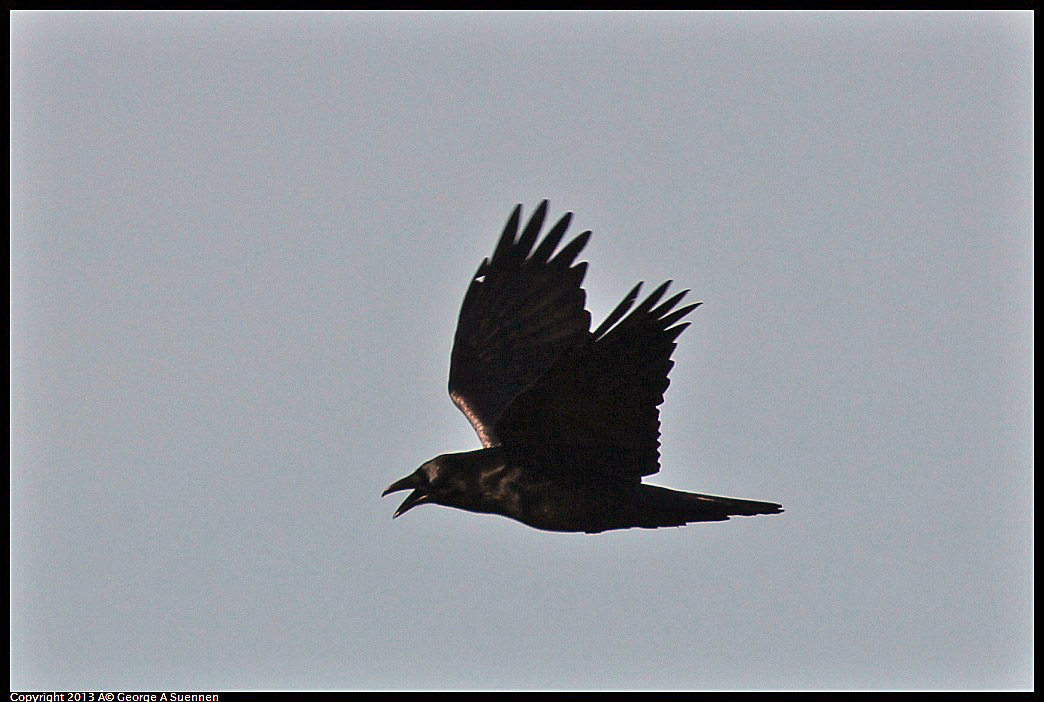 0115-095447-01.jpg - Common Raven